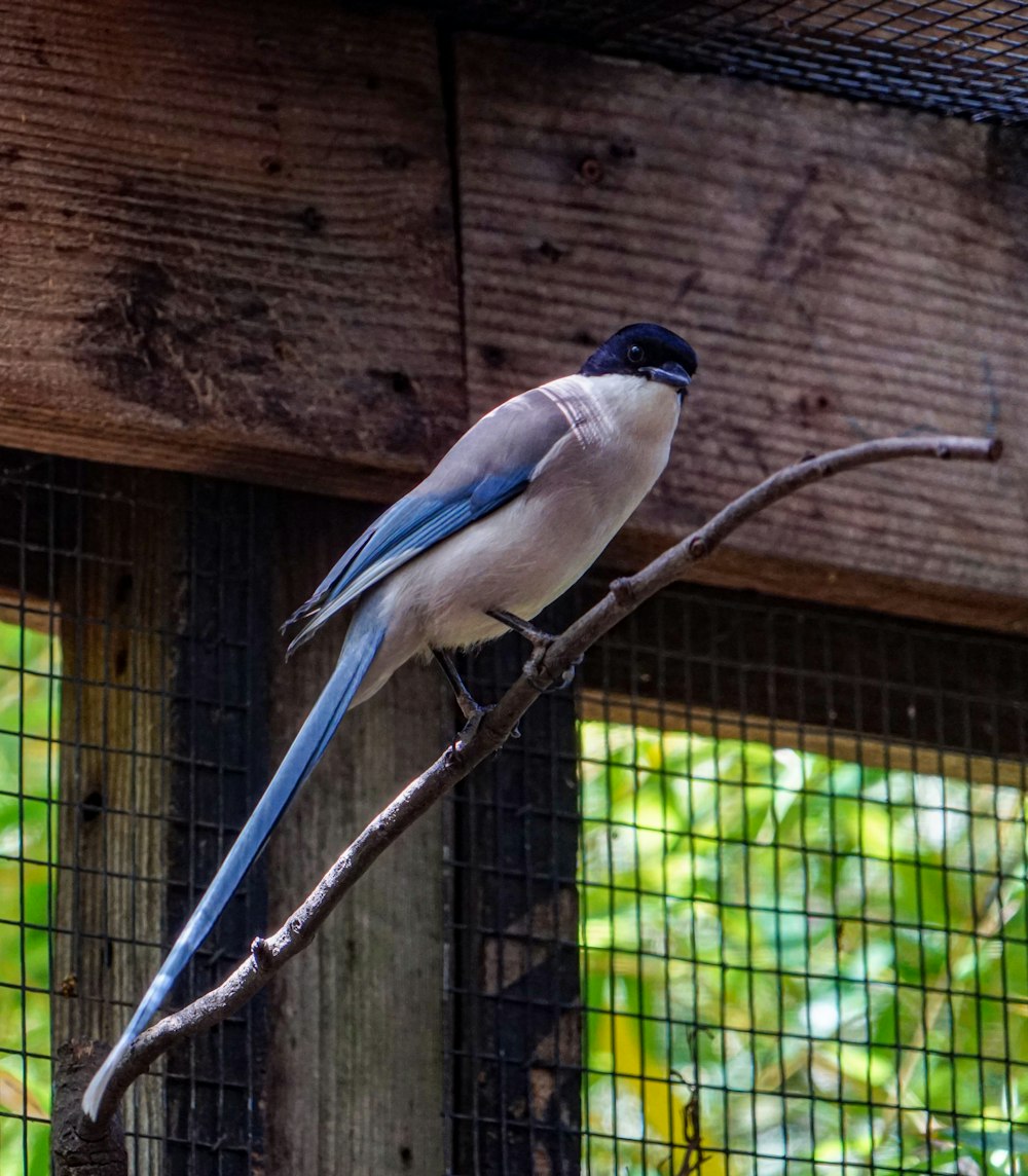 a bird sitting on a branch