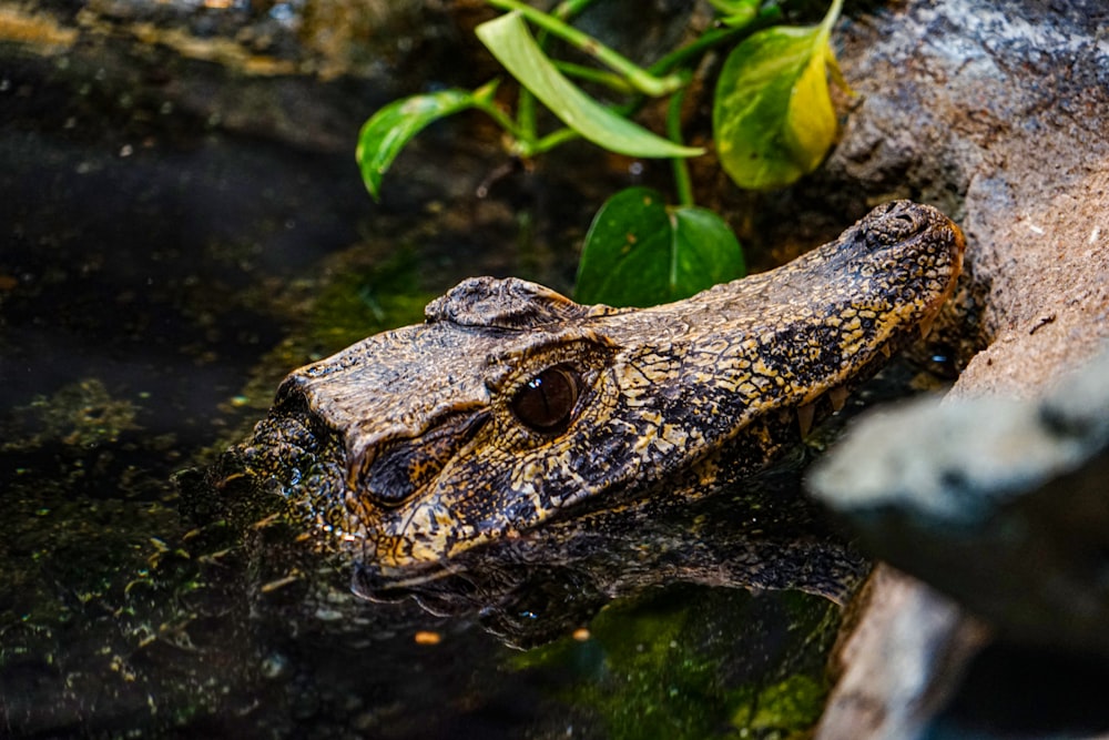 a reptile on a rock