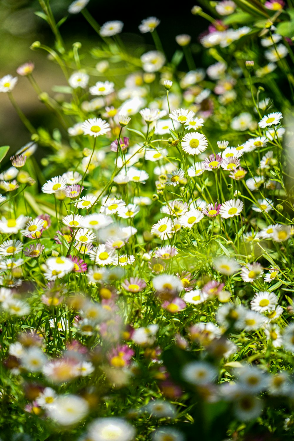 a close up of some flowers