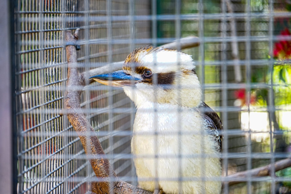 a bird in a cage