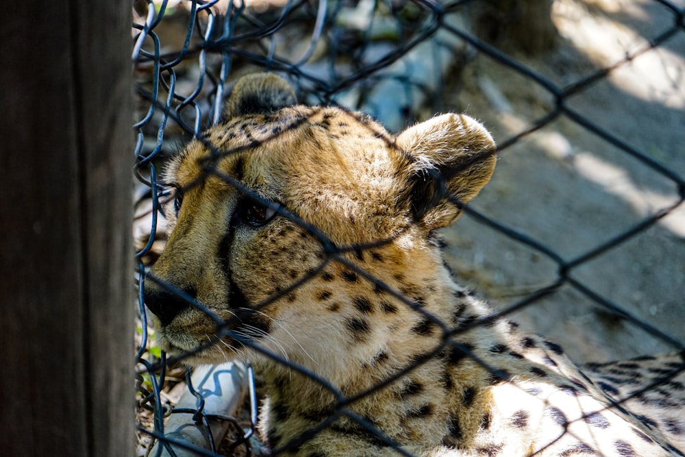 a leopard behind a fence