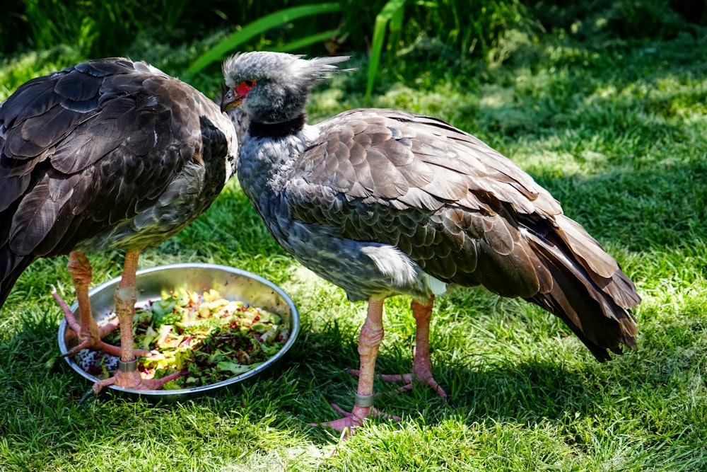 a couple of birds eating from a bowl