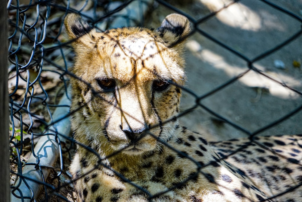 a leopard behind a fence