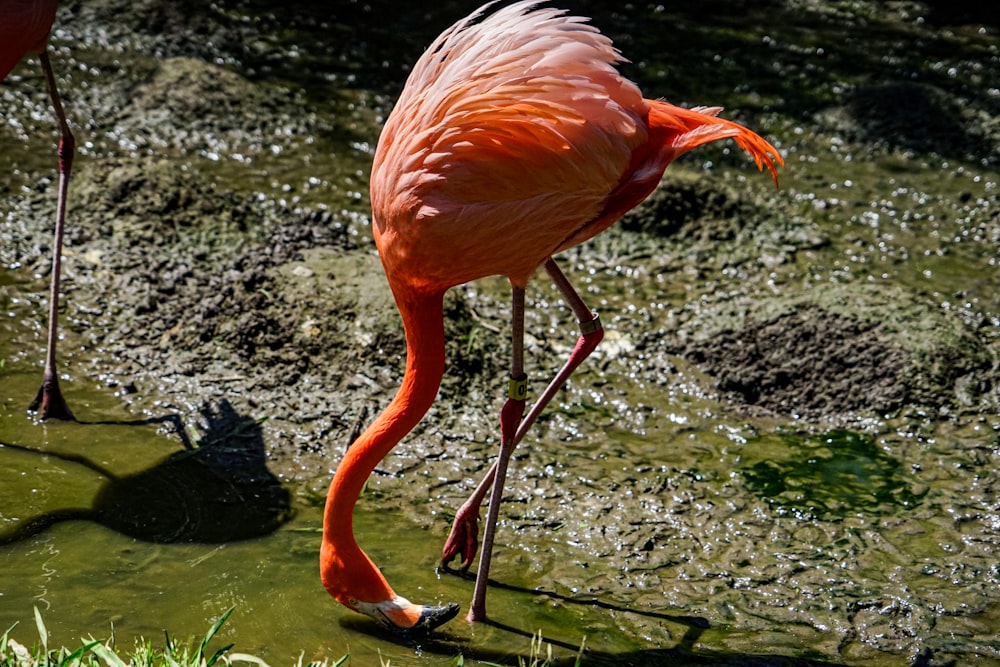 a flamingo standing on the ground