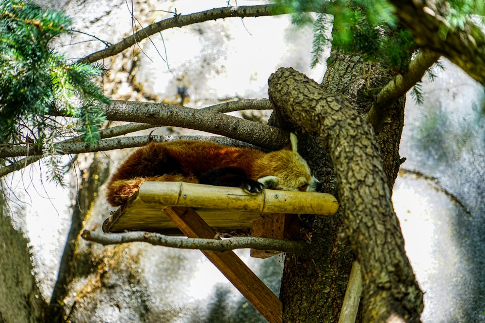 a dog sitting on a tree