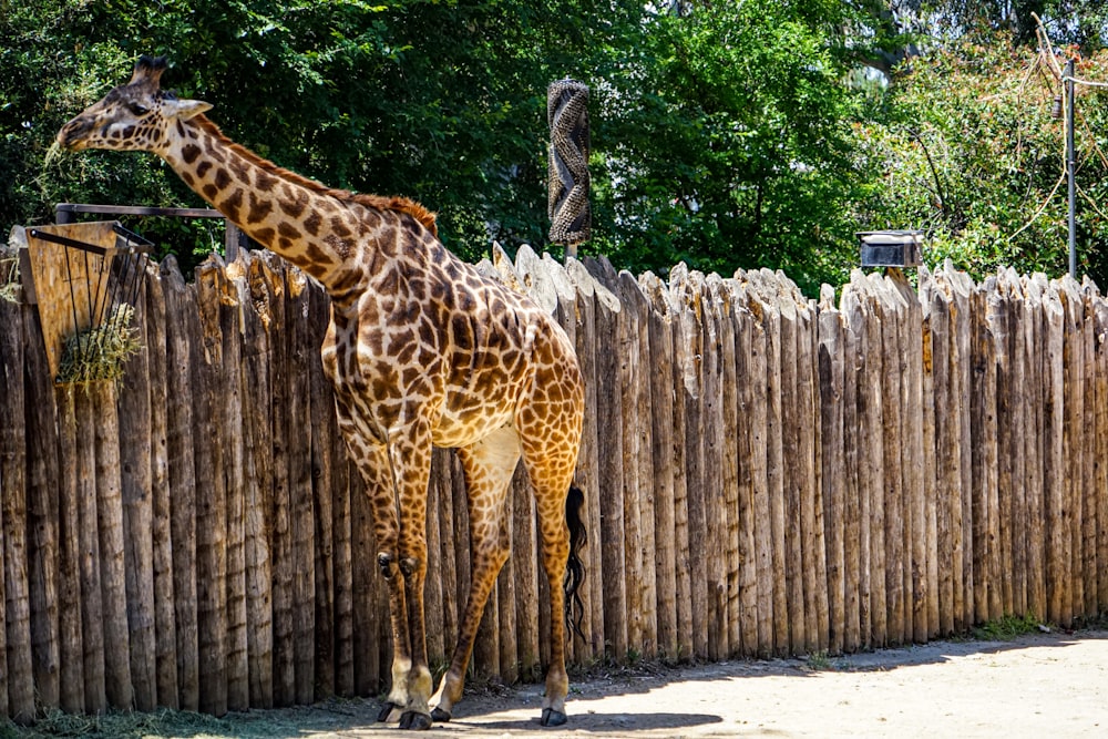 giraffes standing in dirt