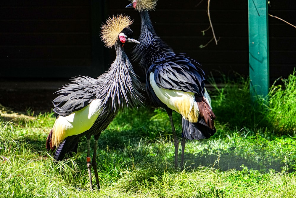 a couple of birds fighting