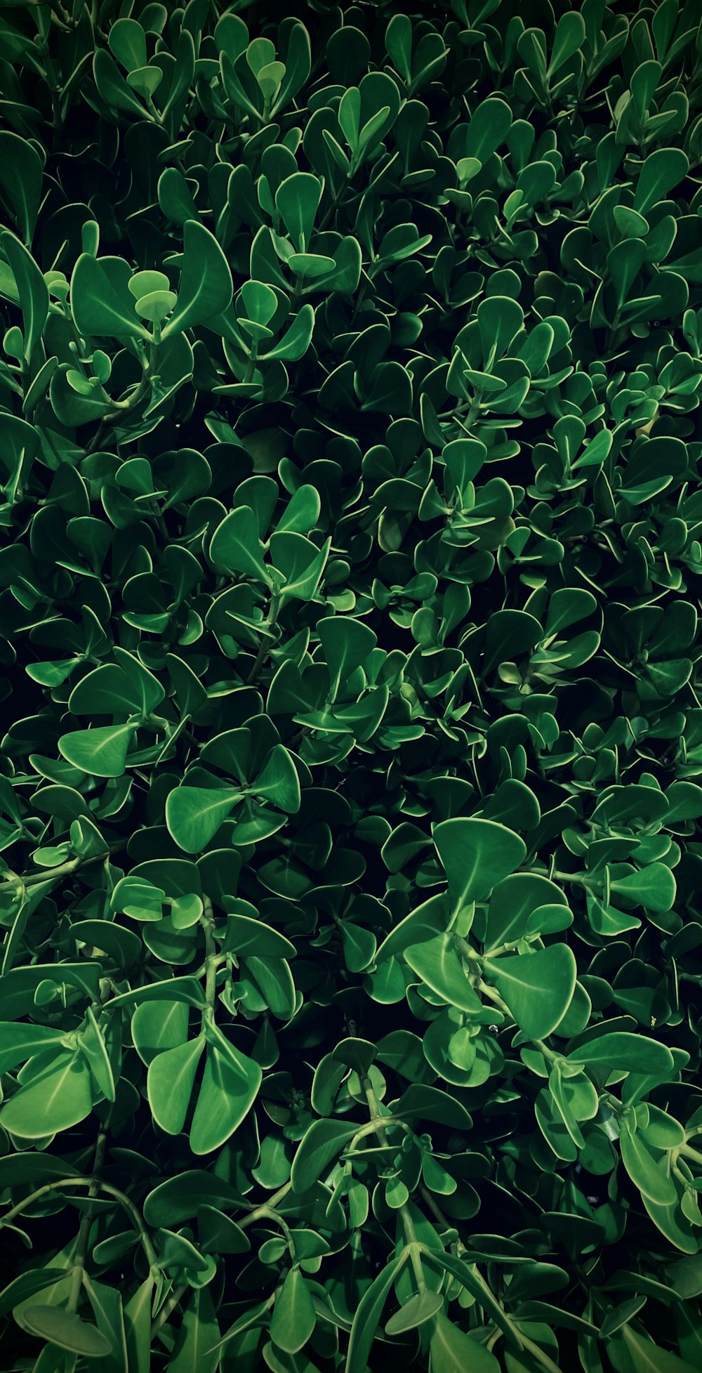 a group of green leaves