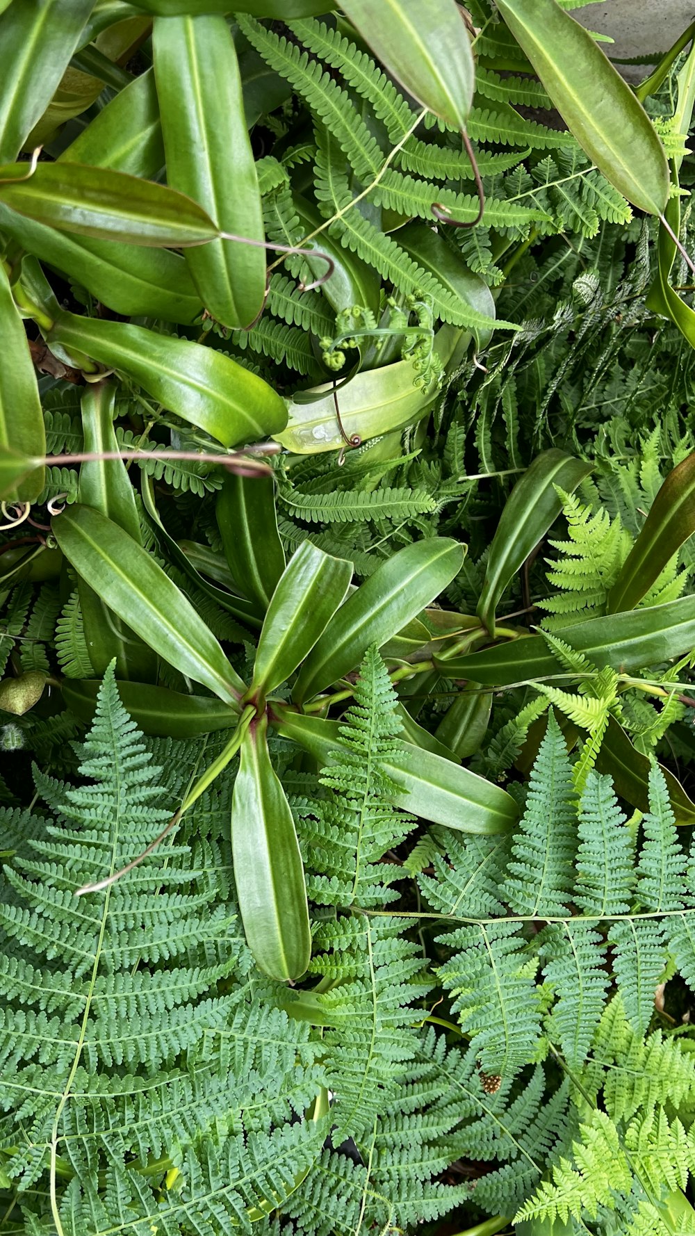 a close up of a plant