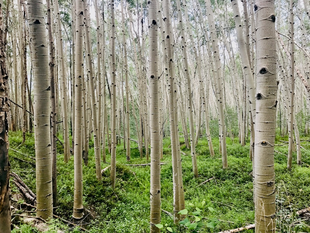 uma floresta de árvores