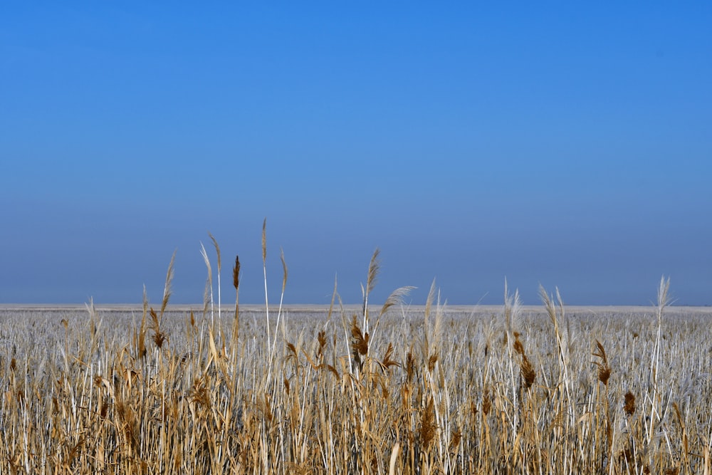 a field of wheat