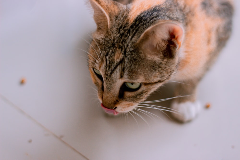 a cat licking its nose