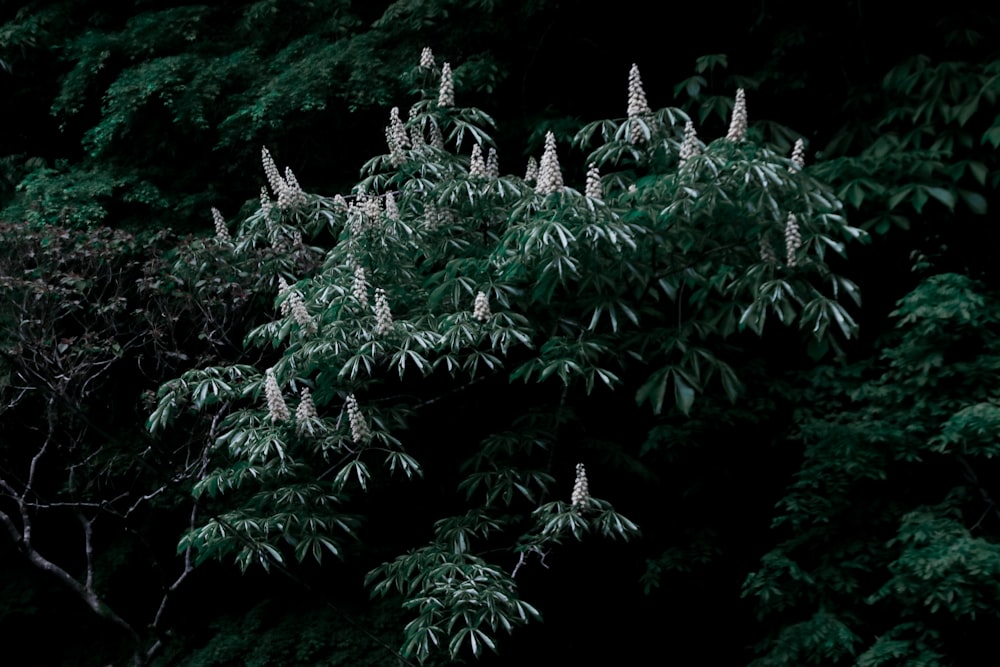 a group of trees with white flowers