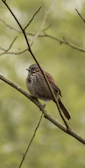 Wildlife spotting: a close-up of a native bird perched on a branch.