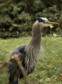 A large bird with long, shaggy feathers on its neck stands amidst lush green grass with a blurred background of foliage. The bird has a distinct blue and white plumage, with a long, sharp yellow beak and attentive eyes.
