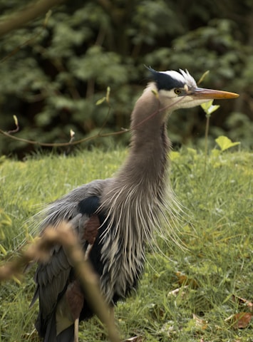 A large bird with long, shaggy feathers on its neck stands amidst lush green grass with a blurred background of foliage. The bird has a distinct blue and white plumage, with a long, sharp yellow beak and attentive eyes.