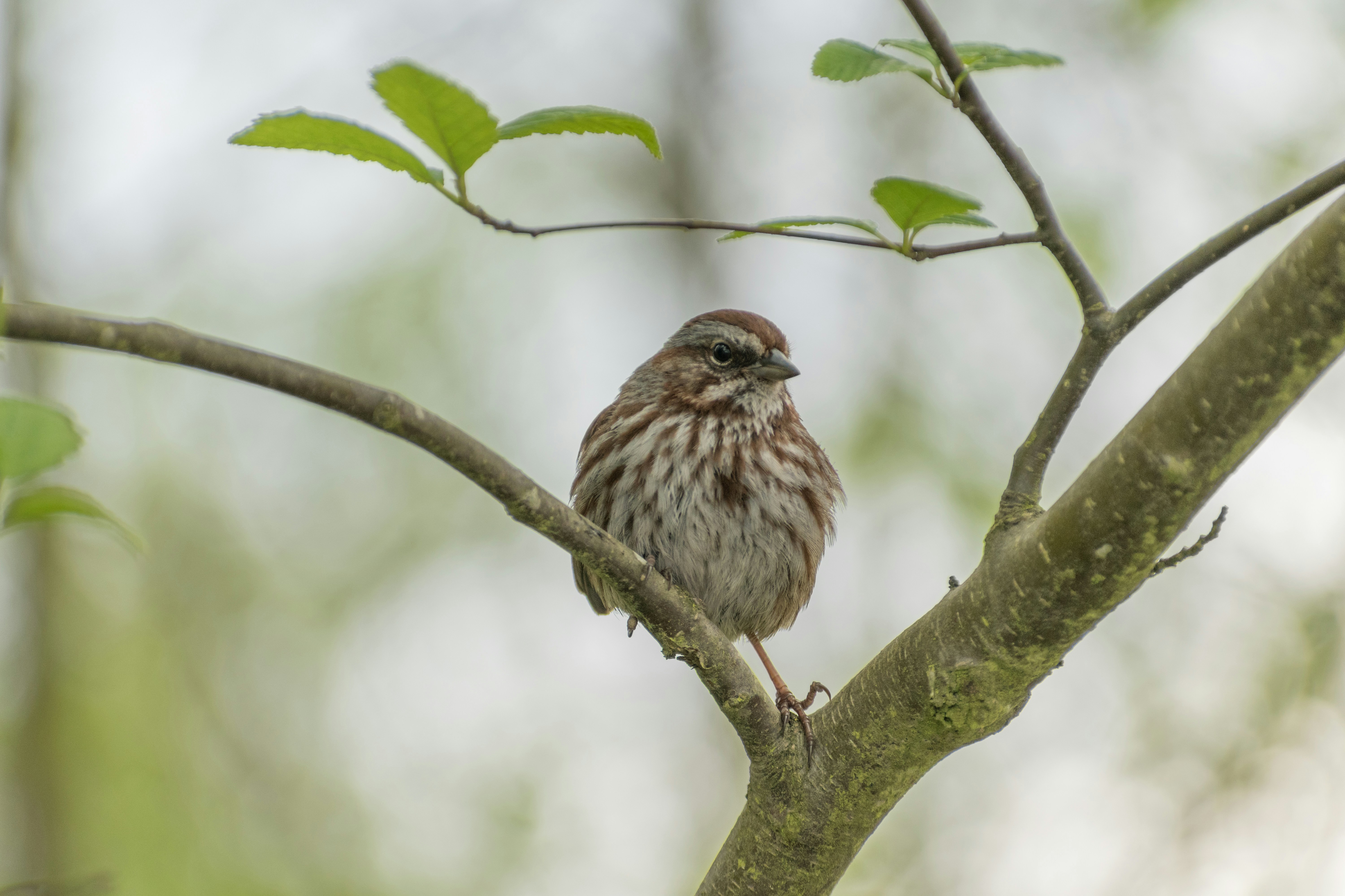 Photo by albertstoynov