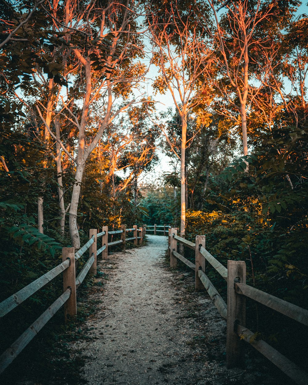 a path with trees on either side