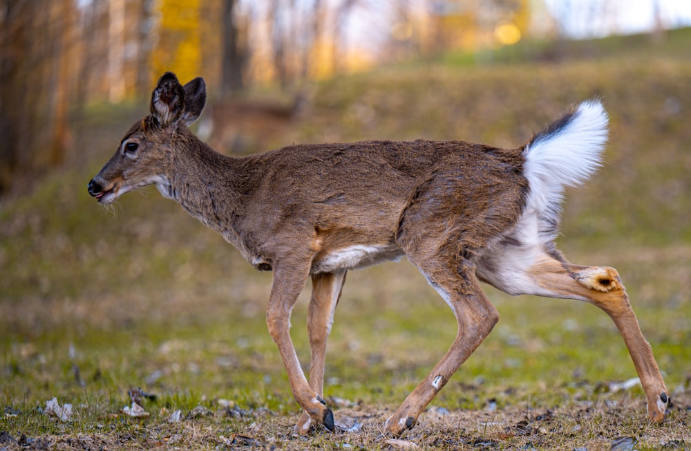 a small deer walking