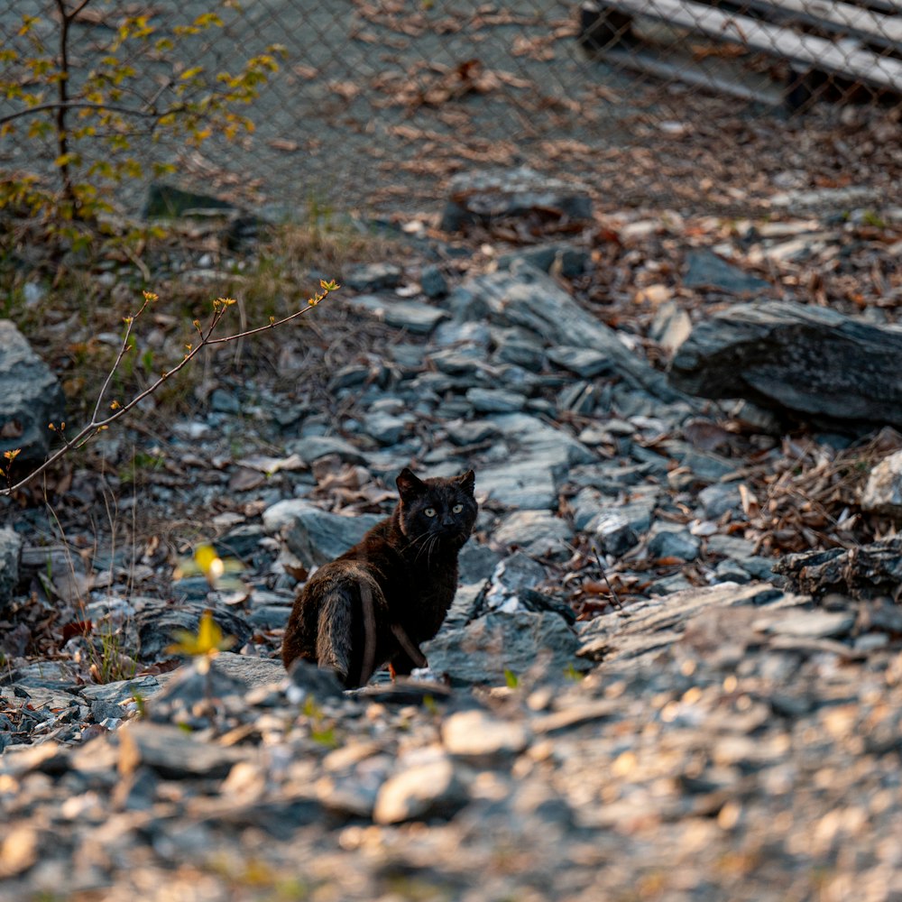 a cat sitting on the ground