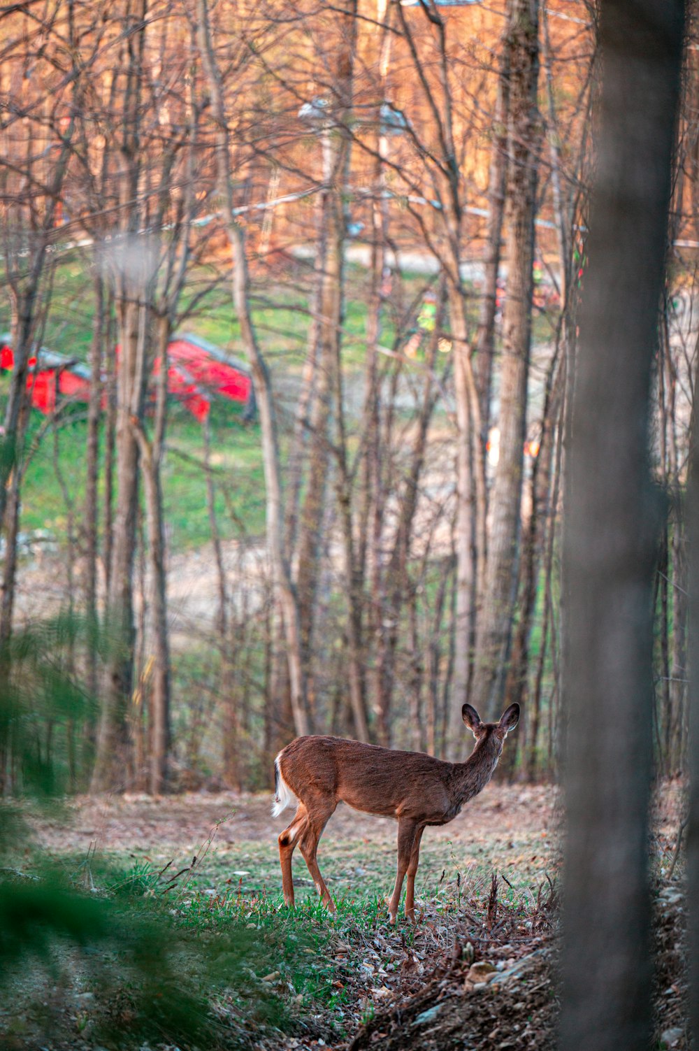 a deer in a wooded area