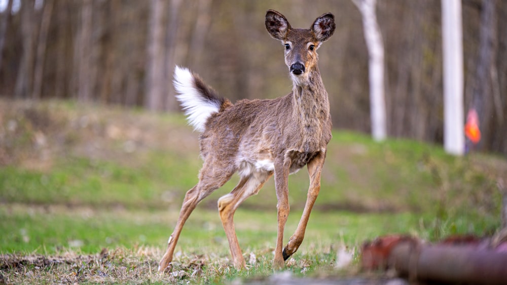 a deer running in a field