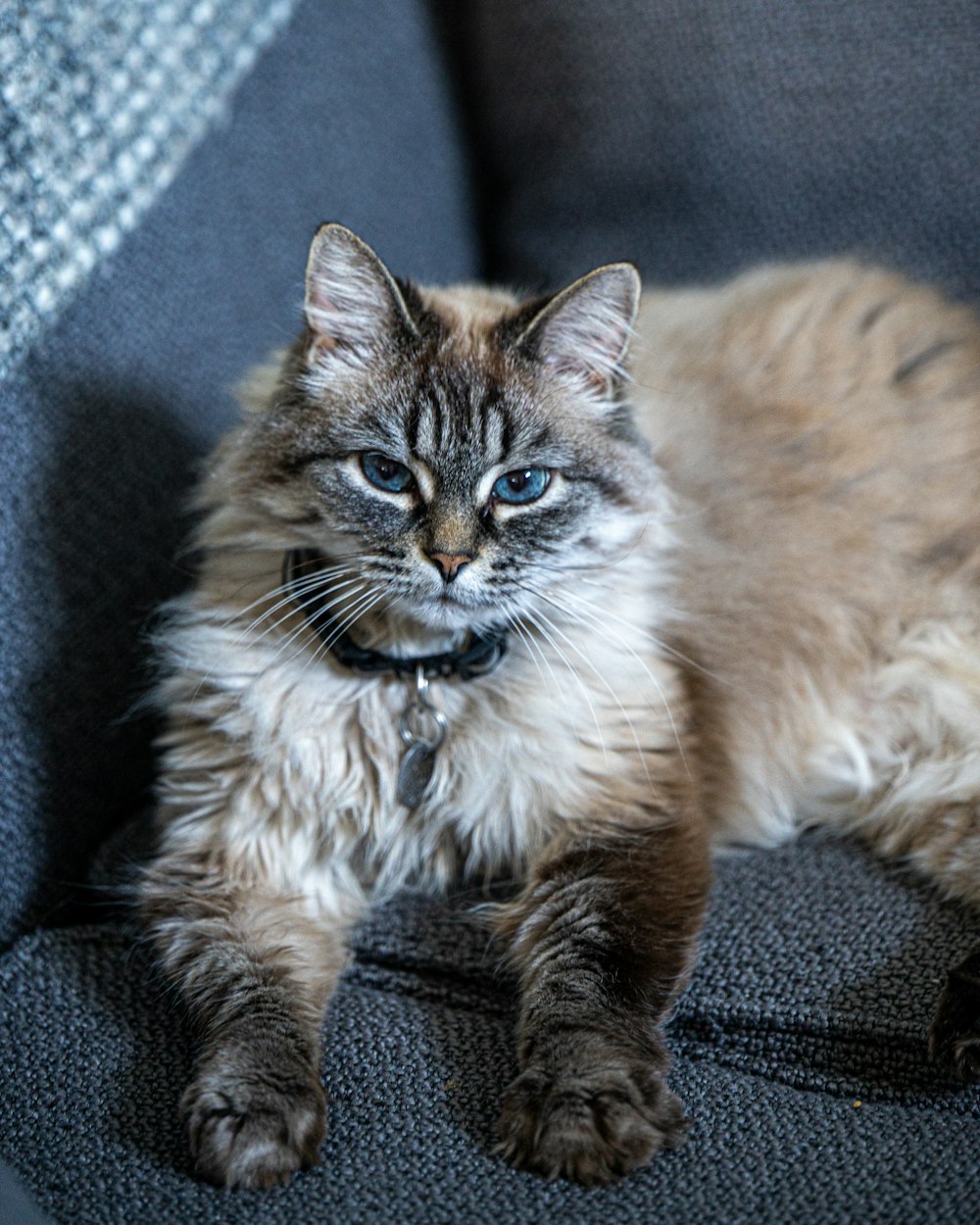 a cat sitting on a couch