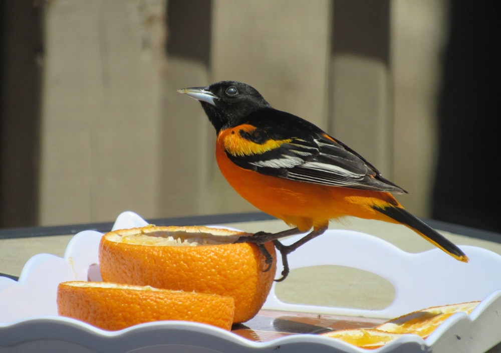 a bird perched on a plate of food