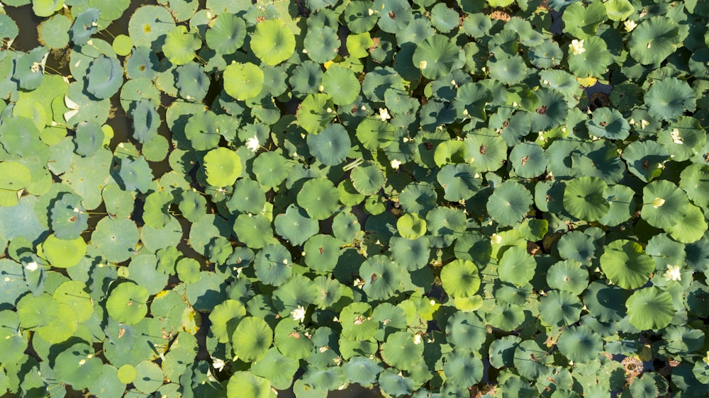 Un grupo de plantas verdes