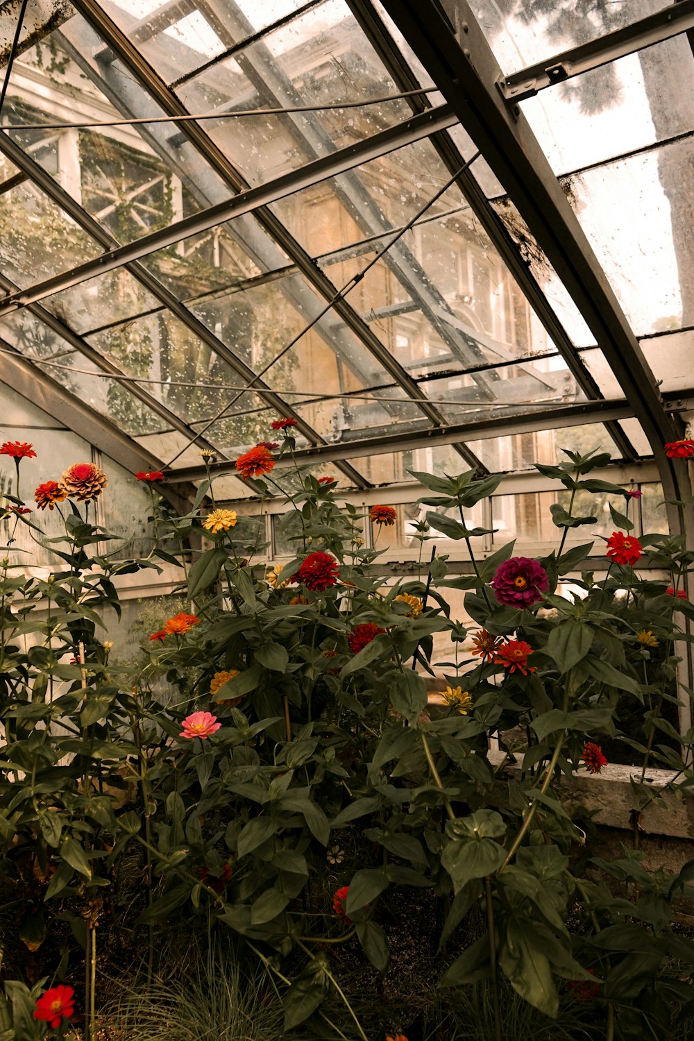 a large greenhouse with many plants