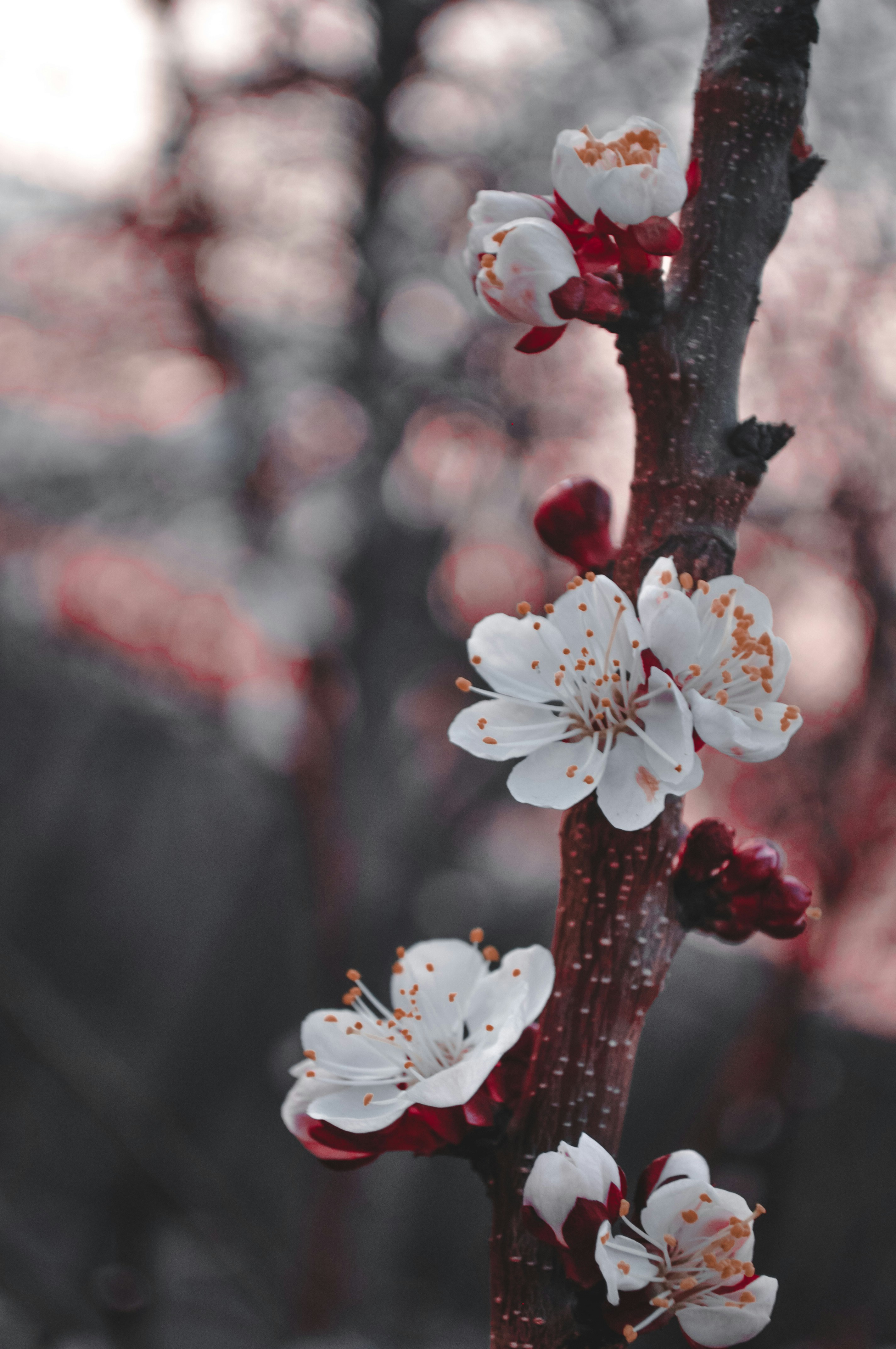 Photo by waterfallen