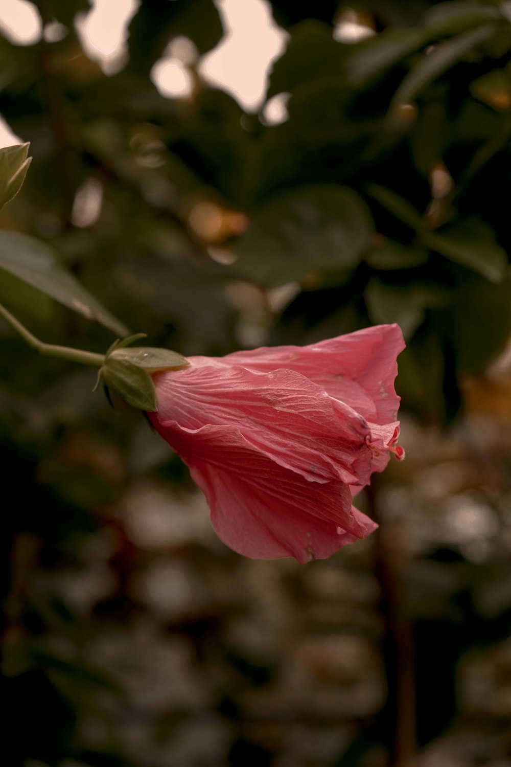 a pink flower on a branch