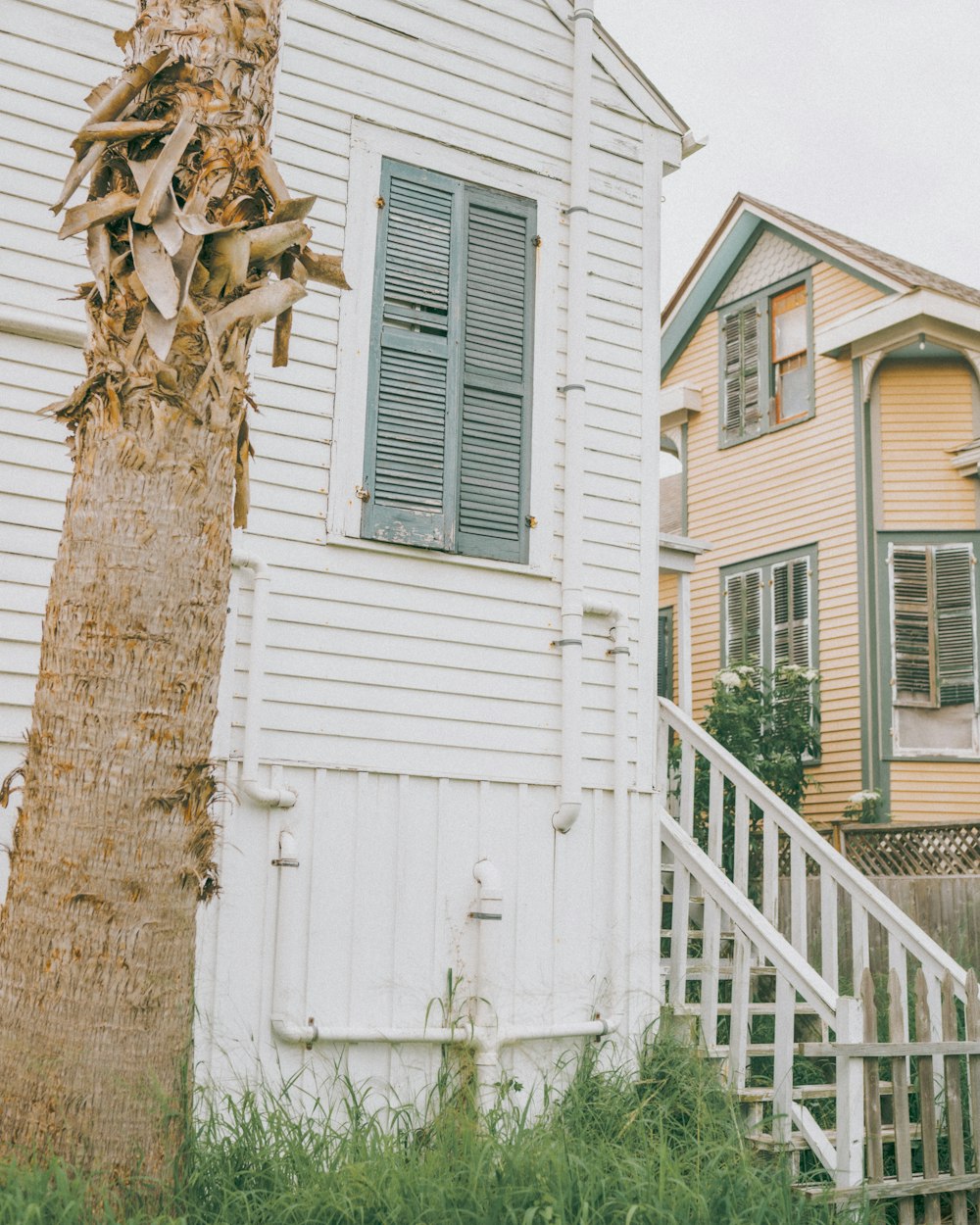 a tree next to a house