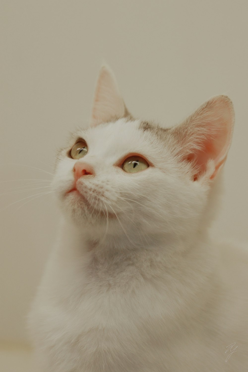 a white cat with a brown nose