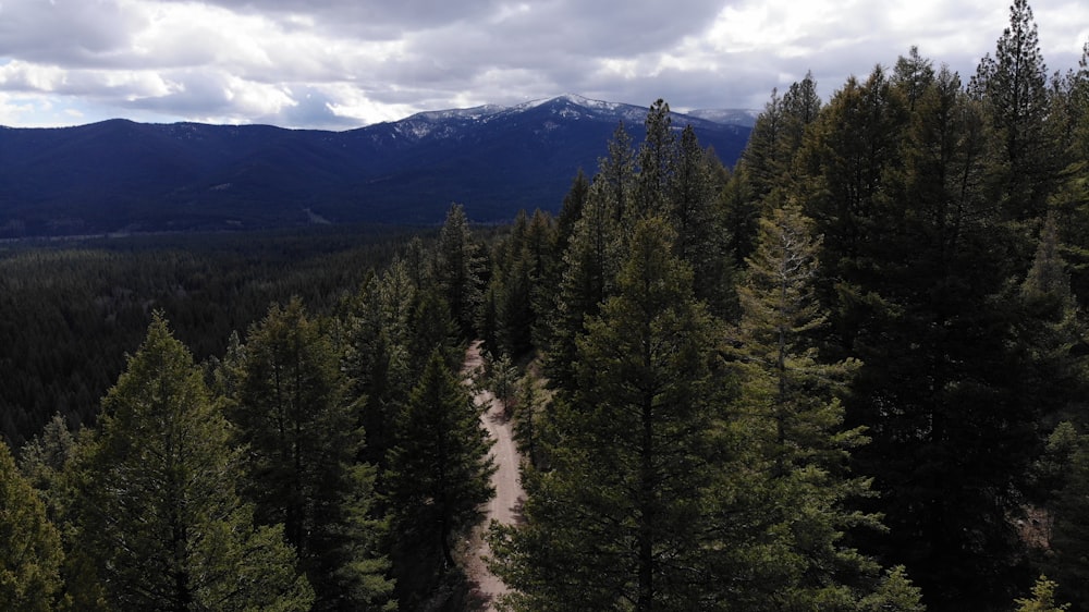 a river running through a forest