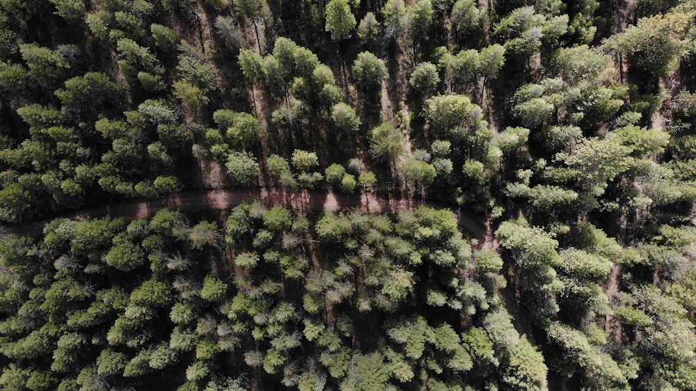 a forest of trees