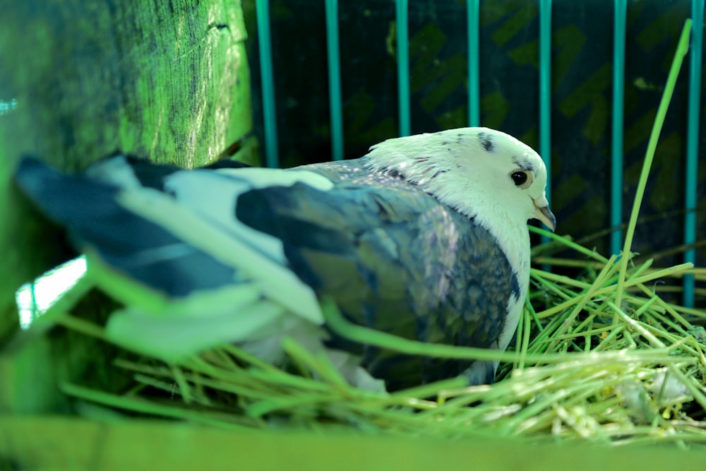 a couple of birds in a cage