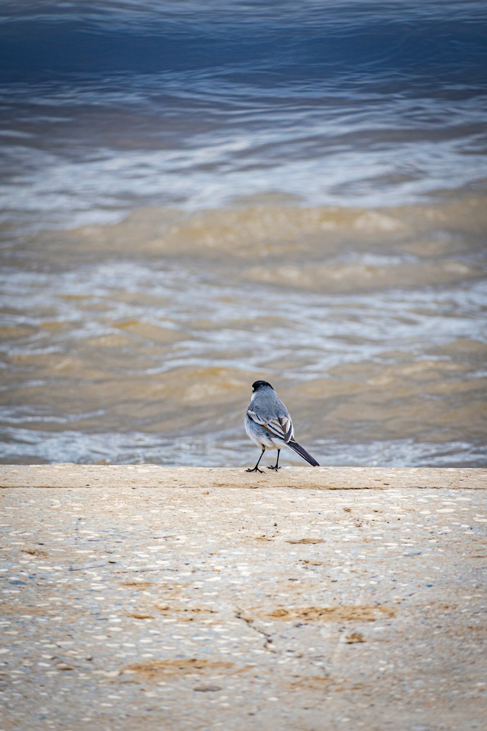 Un pájaro caminando por la playa