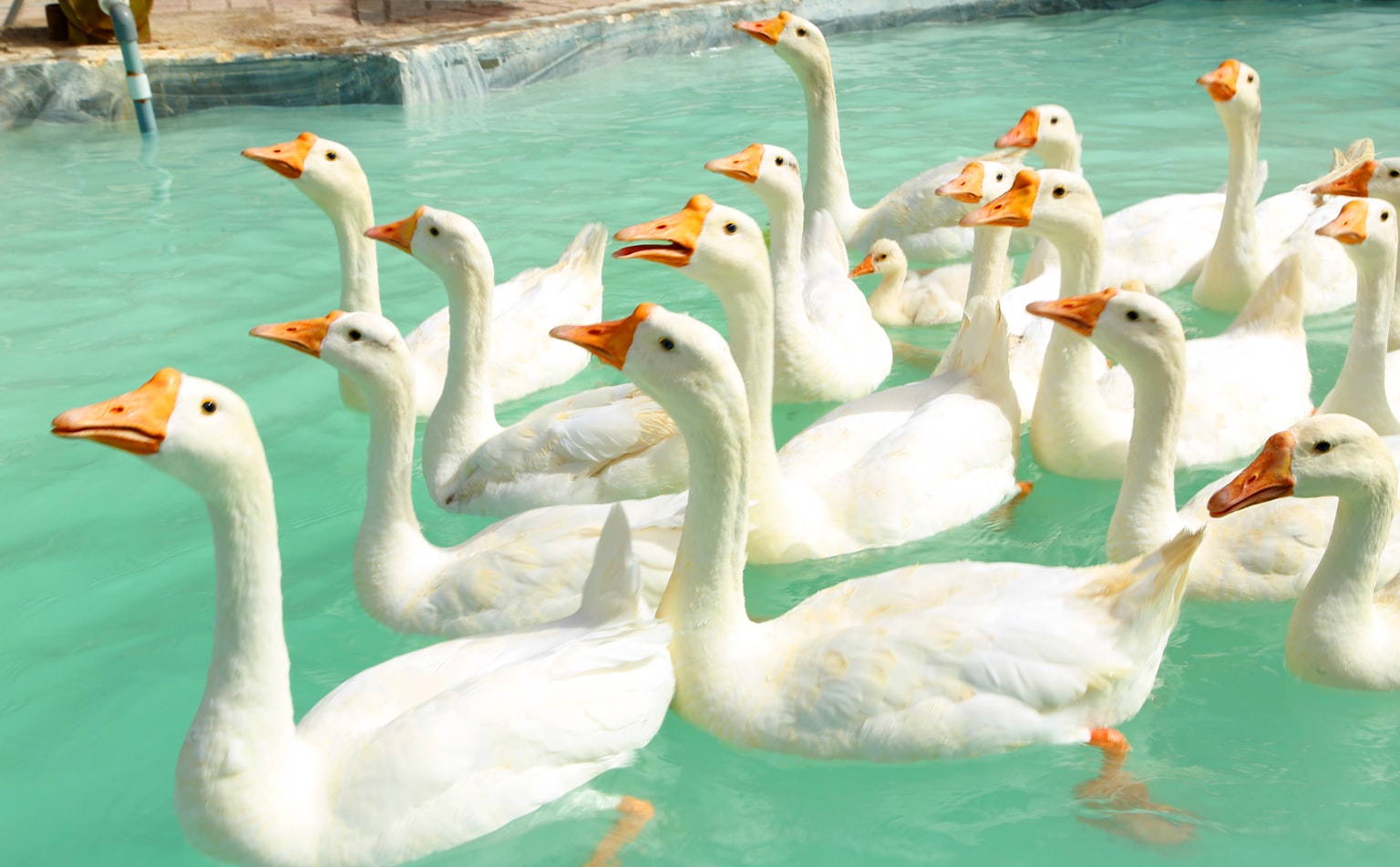 Top 10 Duck Call Lanyard To Buy Online