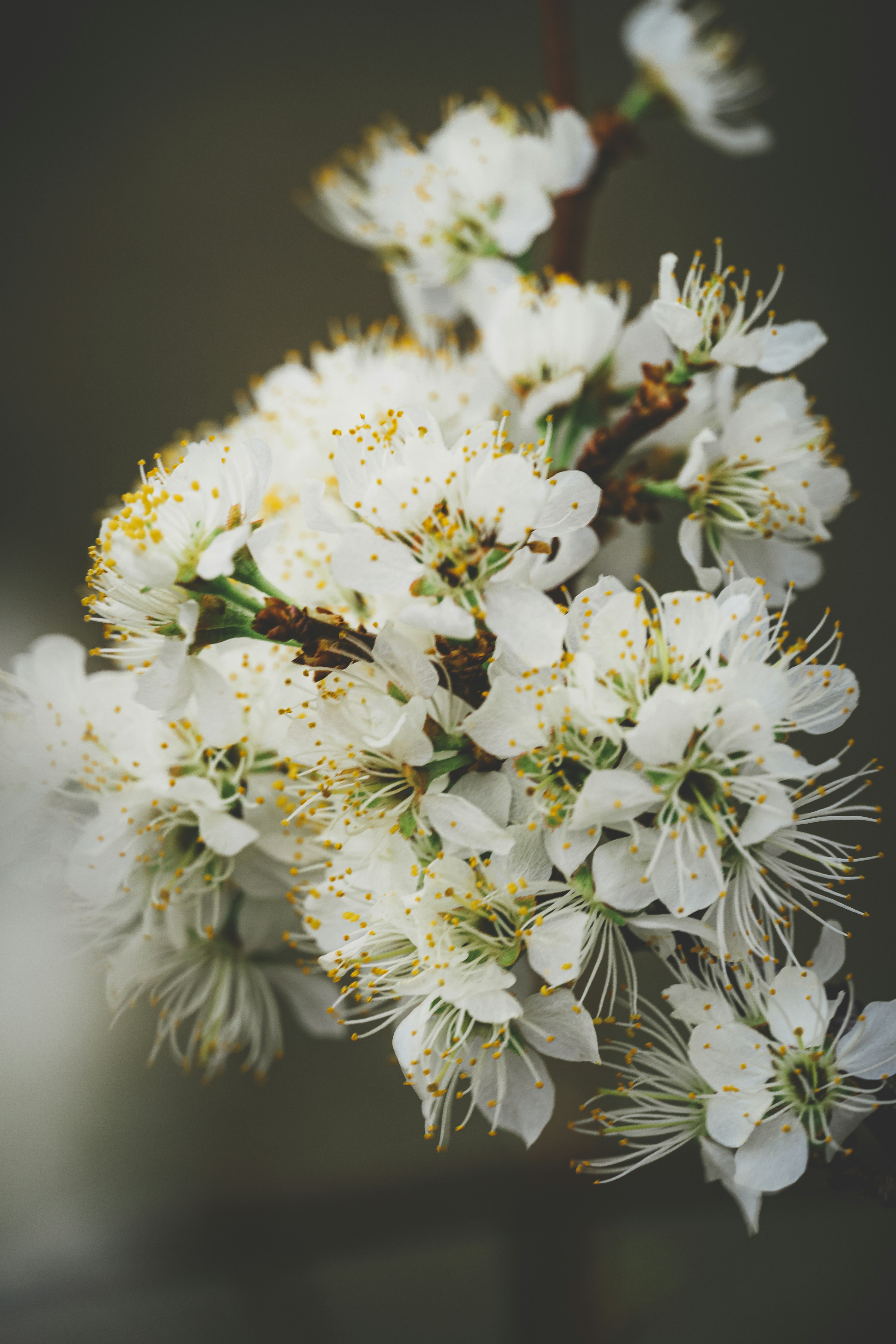 Eine Nahaufnahme von weißen Blumen