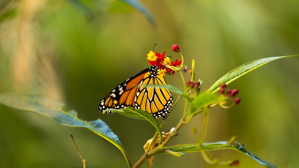 a butterfly on a flower