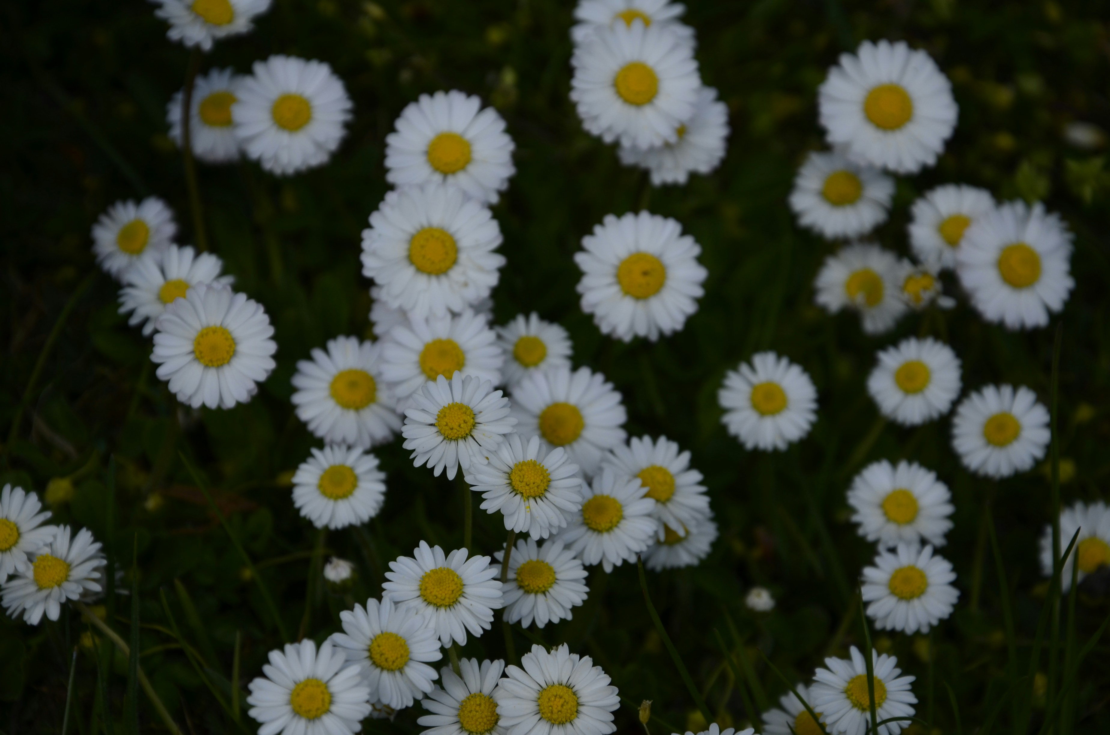 Photo by renovatio72