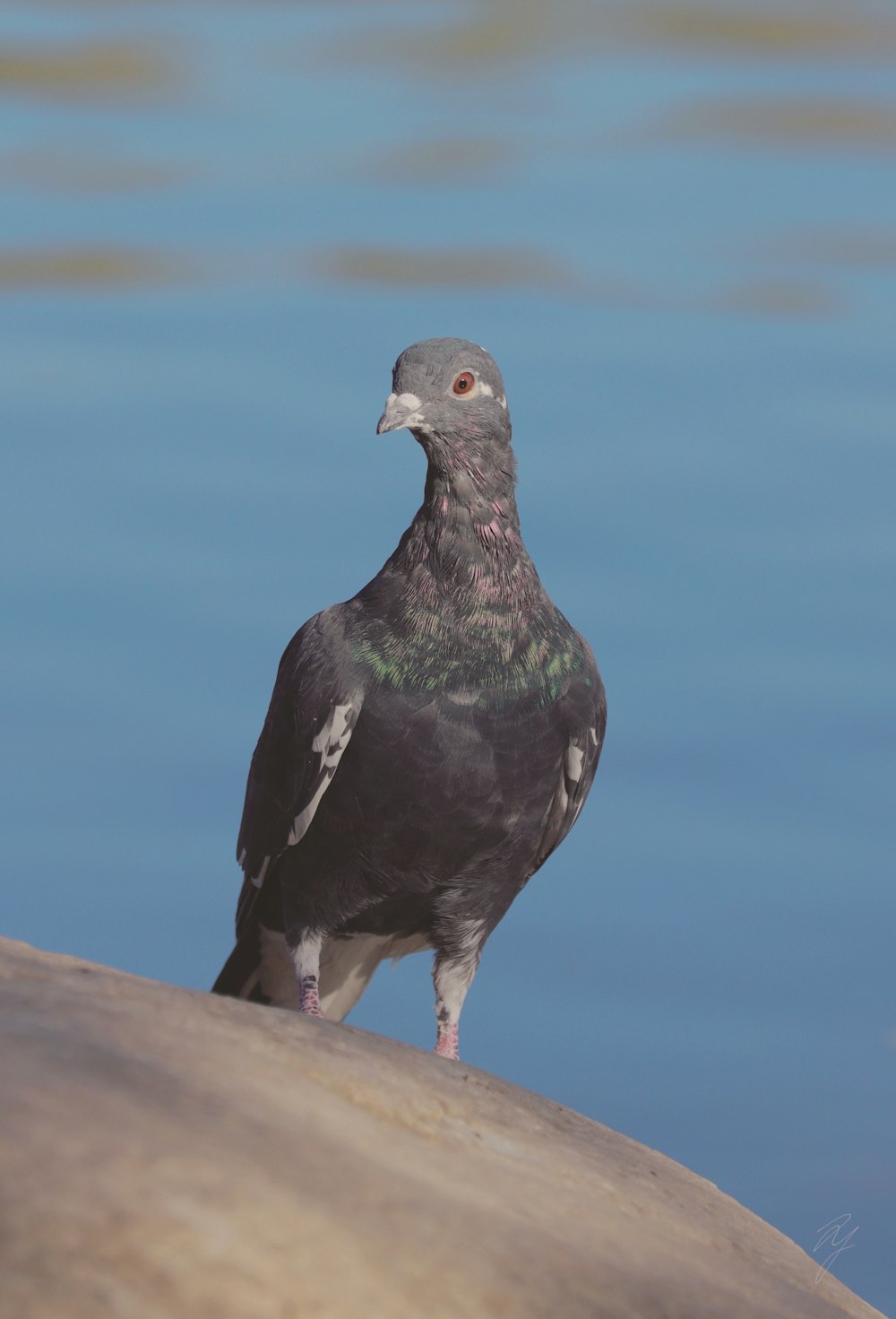a pigeon standing on a rock