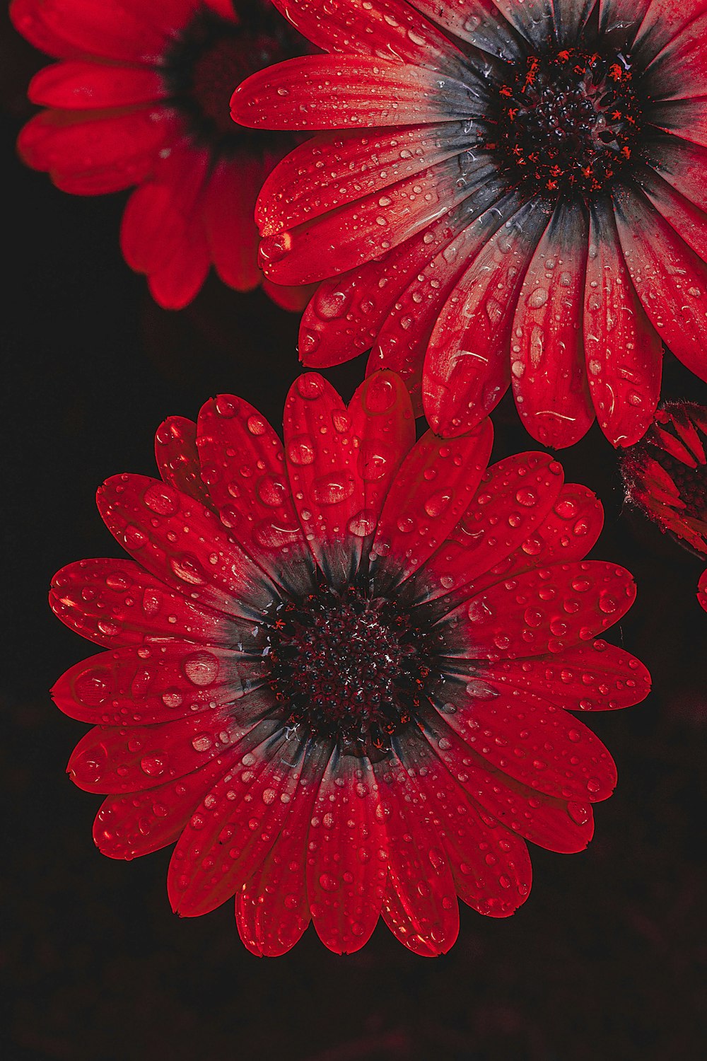 a group of red flowers