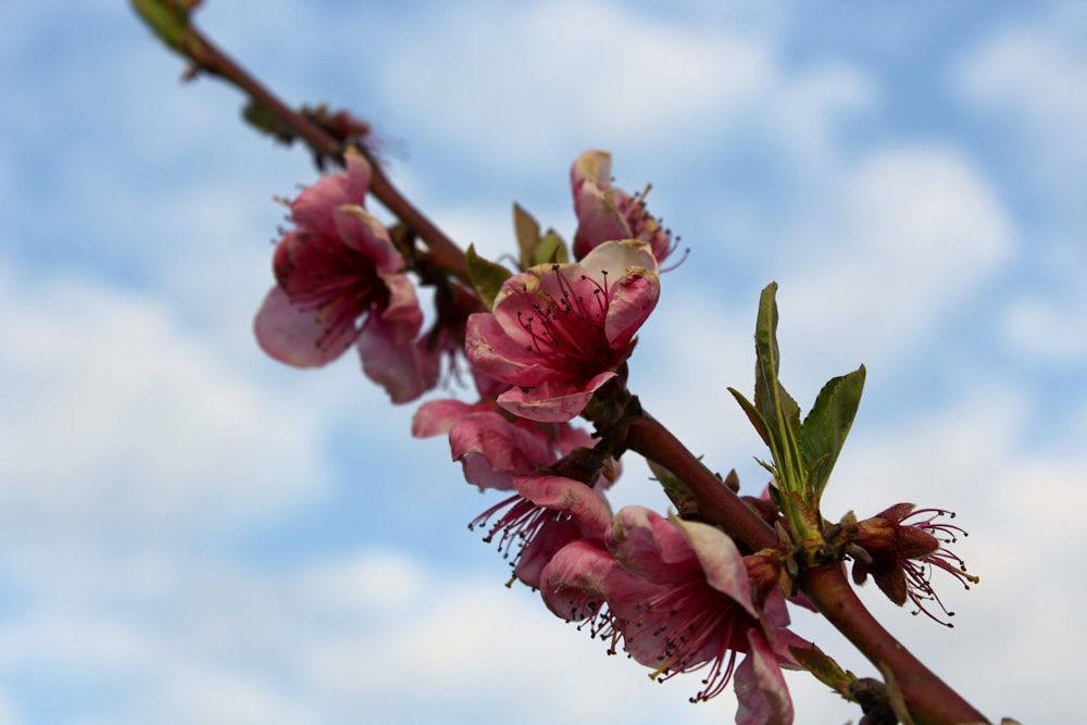 a close up of a tree branch with pink flowers