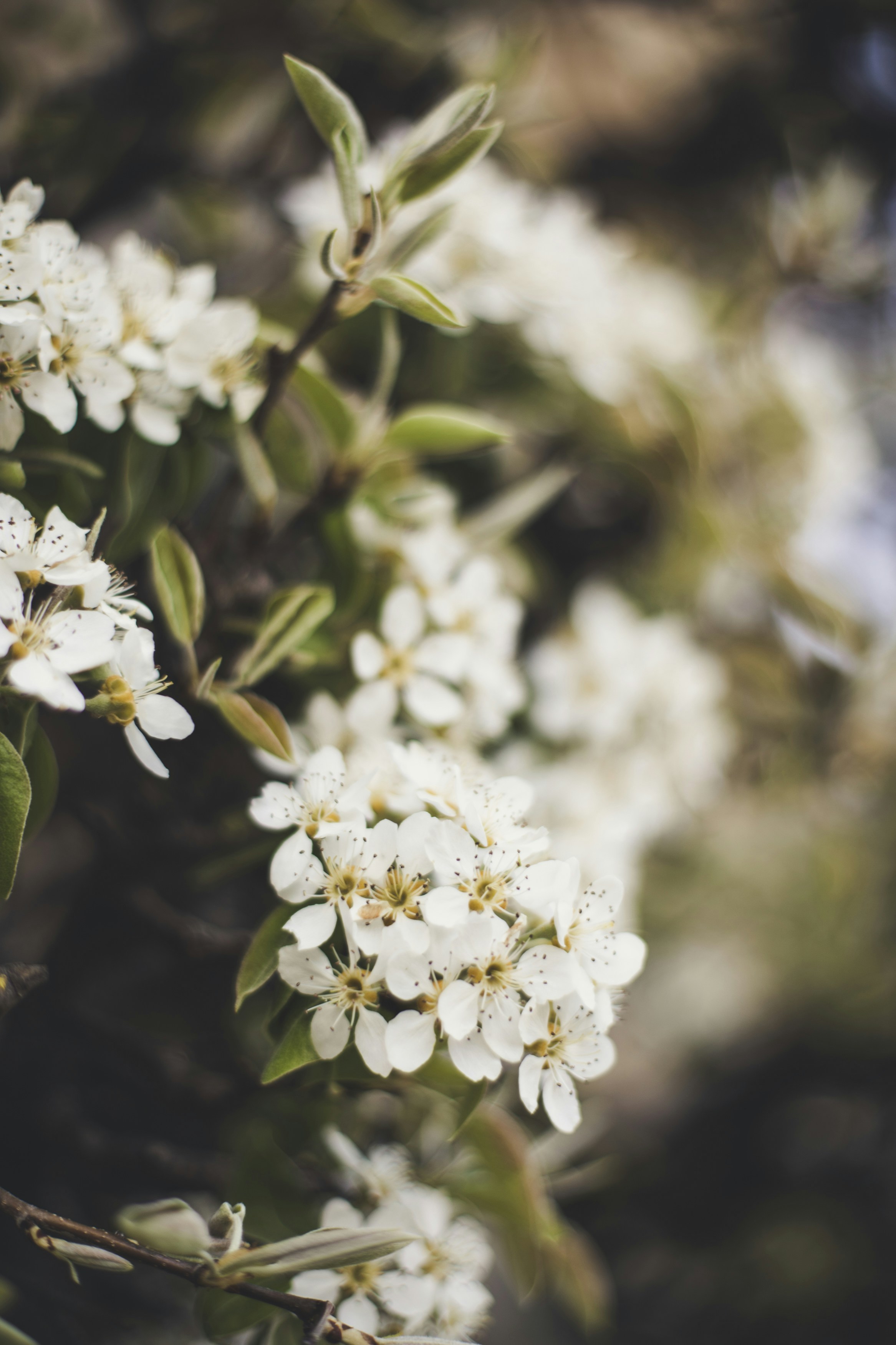 Photo by markusspiske