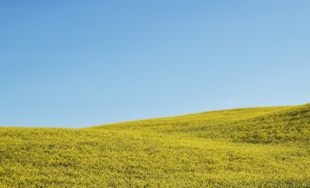 a grassy hill with a blue sky