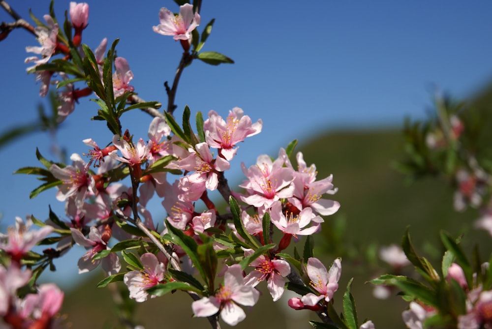 a close up of some flowers