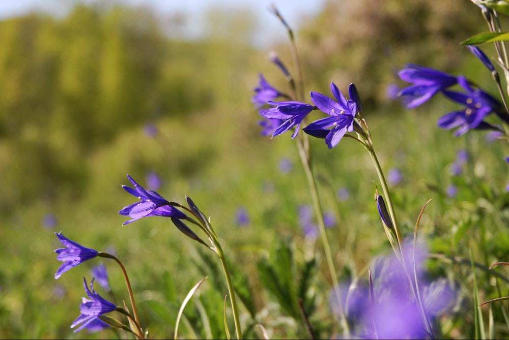 a close up of purple flowers