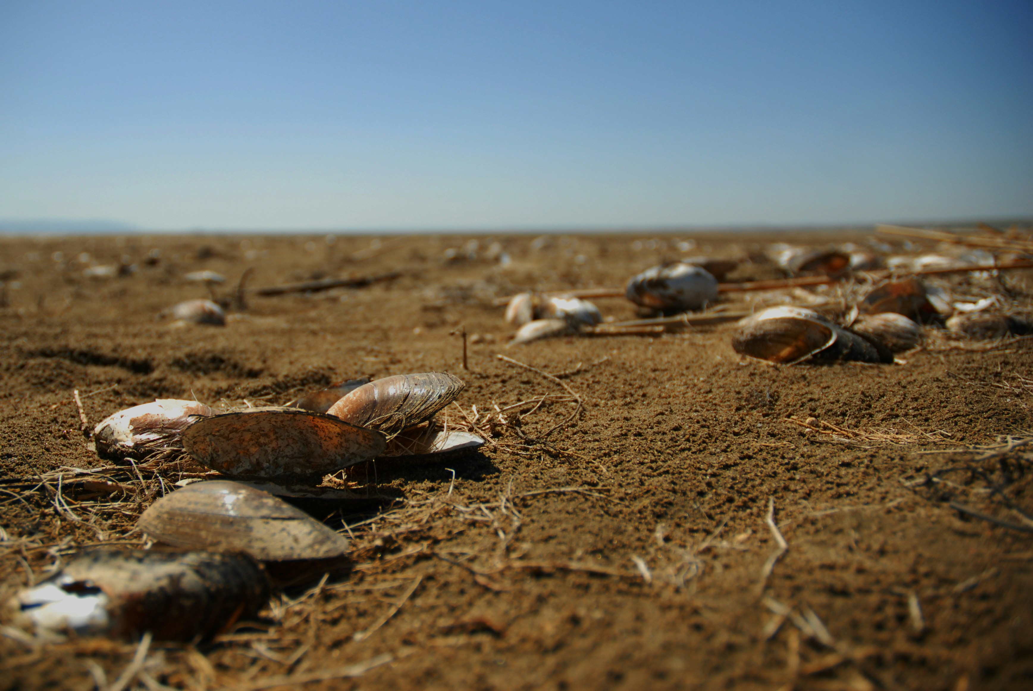 Un gruppo di animali marini su una spiaggia